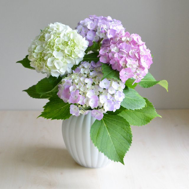 紫陽花の花を生けてみました。シンプルな花瓶は生けるお花やシーンを選ばずお使いいただけます。